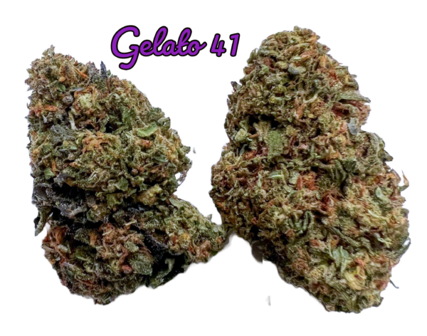 Gelato 41