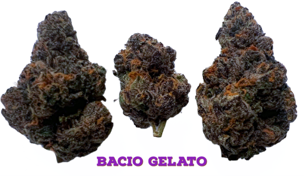 Bacio gelato