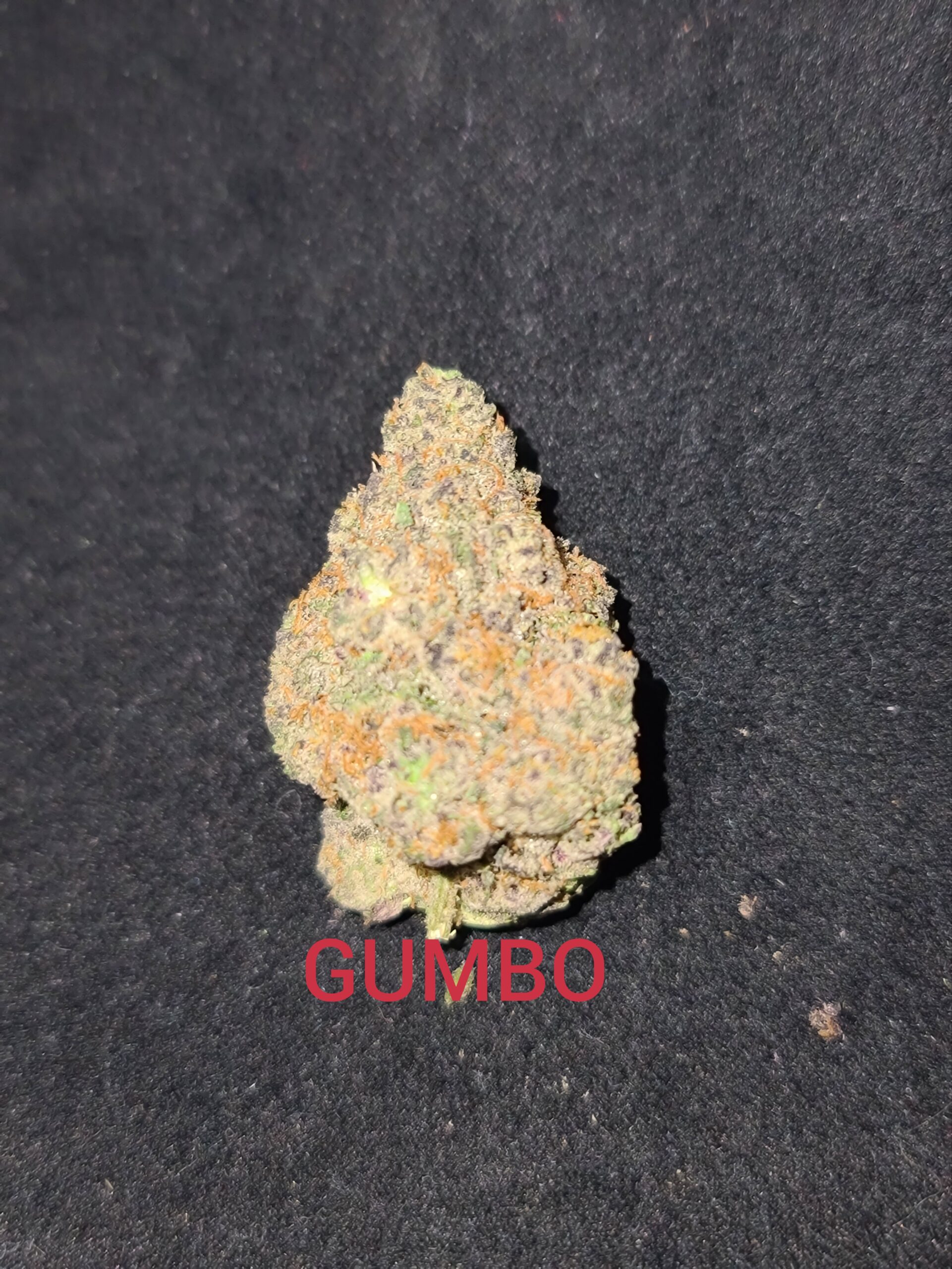 GUMBO