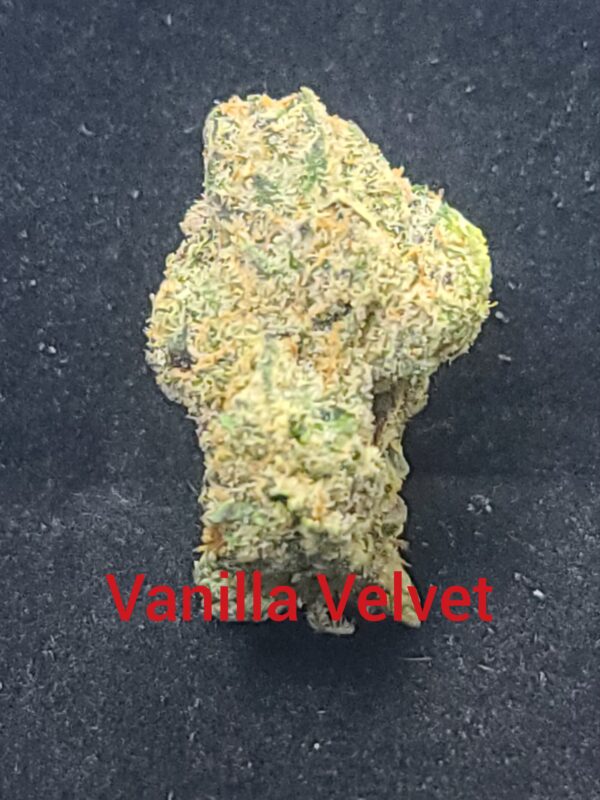 VANILLA VELVET