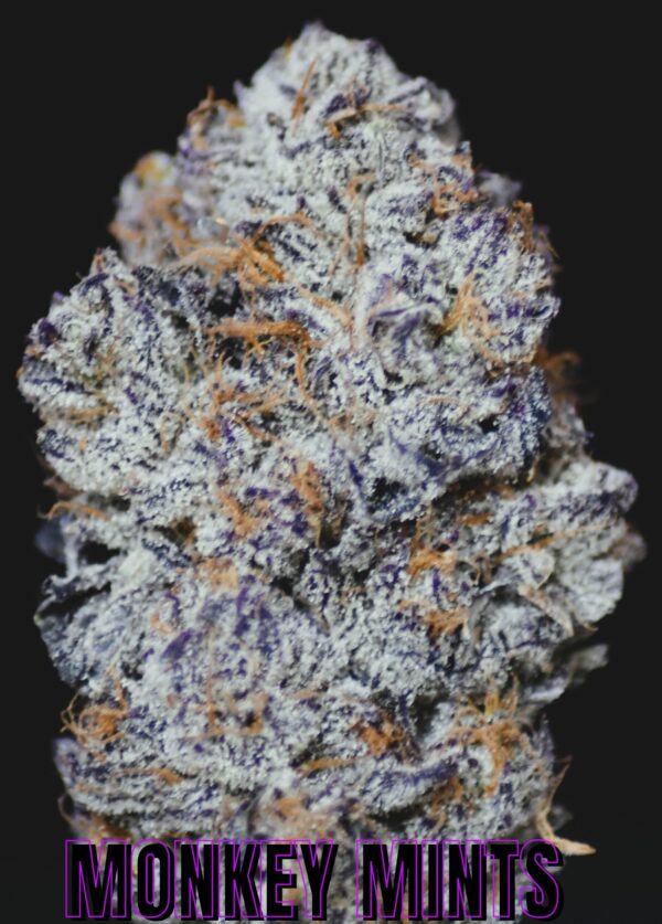 MONKEY MINTS