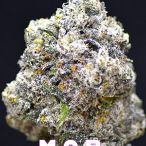MOB (MONEY OVER BITCHES)